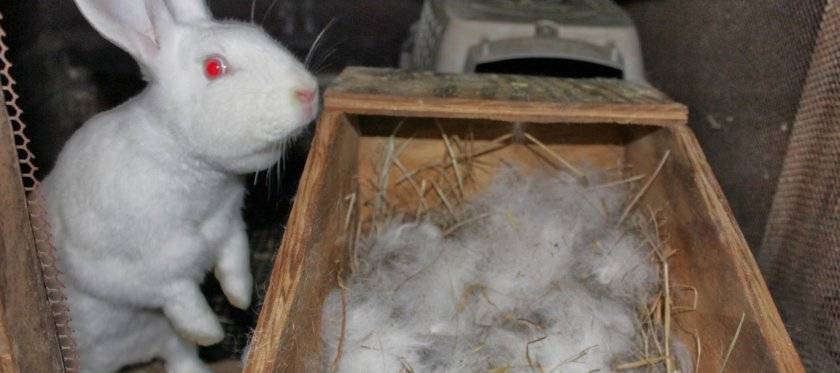Новорождённые крольчата: уход за кроликами и крольчихой