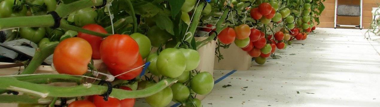 Как своими руками сделать гидропонику для выращивания огурцов и томатов в домашних условиях