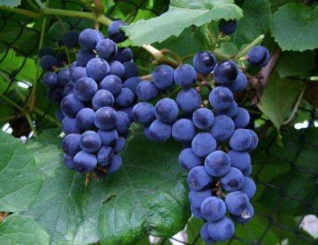 Виноград "загадка шарова": описание сорта с фото и рекомендациями по уходу