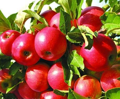 О яблоне Айдаред: описание сорта, характеристики, агротехника, выращивание