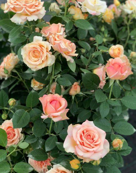 5 проверенных способов, как сохранить саженцы роз до весны