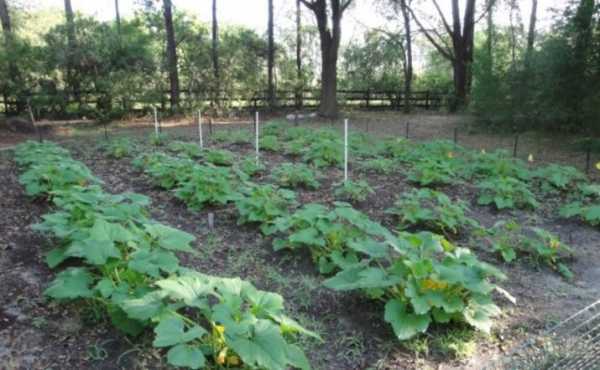 Выращивание кабачков в открытом грунте: сроки, посадка, уход, сбор урожая