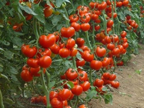 Как посадить помидоры в теплице из поликарбоната. правила ухода