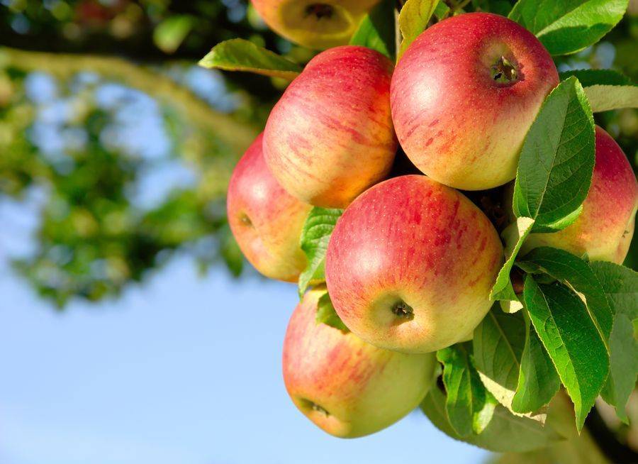 Зимние сорта яблок: фото с названием, описание лучших сладких, ранних, крупных, зеленых и красных, яблони наслаждение и плесецкого