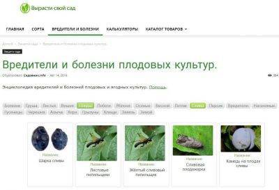 Защита вишни от вредителей — когда и чем опрыскивать вишневый сад?