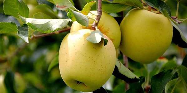О яблоне Голден: описание сорта, характеристики, агротехника, как выращивать