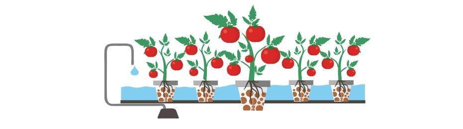 Гидропоника своими руками для огурцов и томатов. оборудование для выращивания овощей