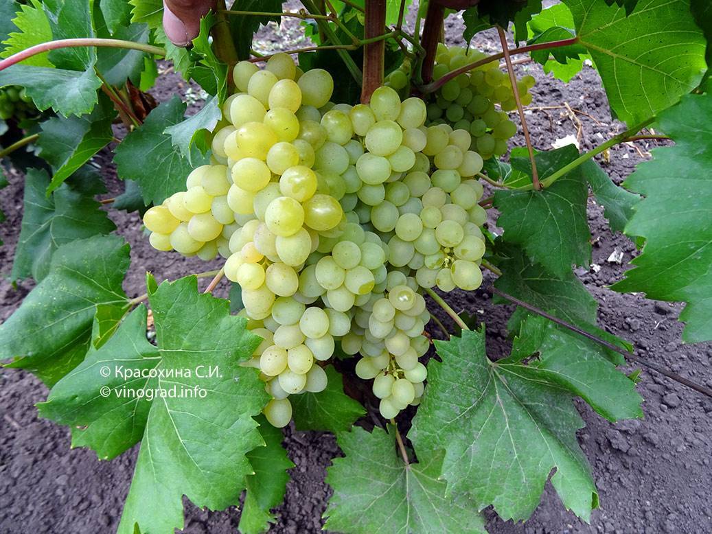 Сорт винограда кишмиш 342: описание и особенности