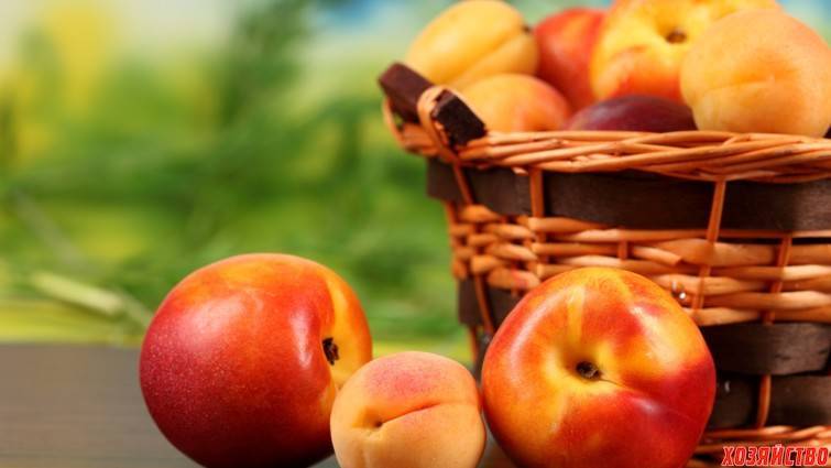 Гибрид сливы, абрикоса и персика шарафуга, фото - общая информация - 2020