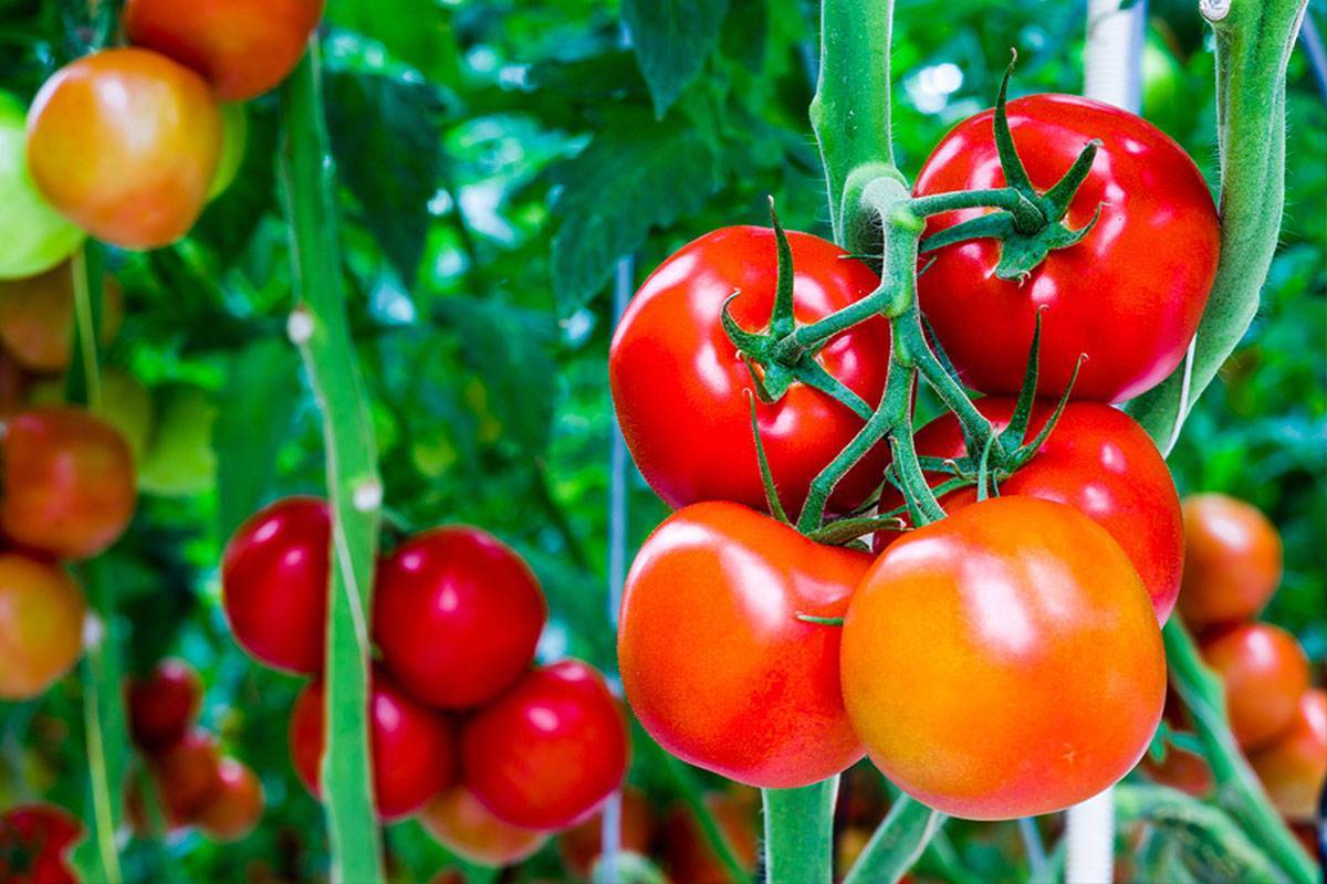 Как поливать помидоры в теплице и открытом грунте | правильный полив помидоров - видео