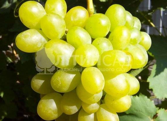 Виноград гарольд: лучший сорт для выращивания на севере россии
