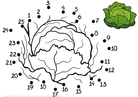 Особенности выращивания капусты пандион