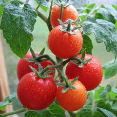 Сорт помидор "безрассадный": описание томатов, особенности ухода за почвой, полив, рассада, урожайность, характеристика плодов и подверженность вредителям