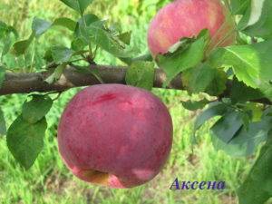 Яблоневый сад: современные технологии
