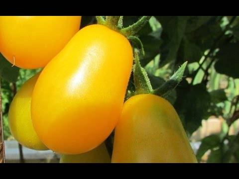 Томаты "желтая карамель" f1: выращивание, особенности, транспортировка, достоинства и недостатки помидор
