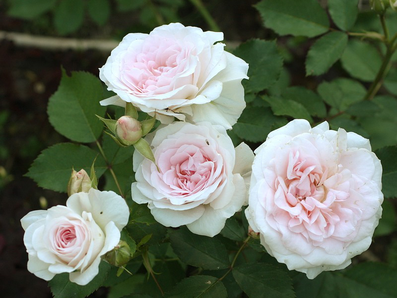 Канадский парковый сорт розы джей пи коннел: выращивание корнесобственной культуры