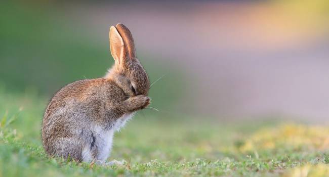 Ринит (насморк) у кроликов — симптомы и лечение, профилактика