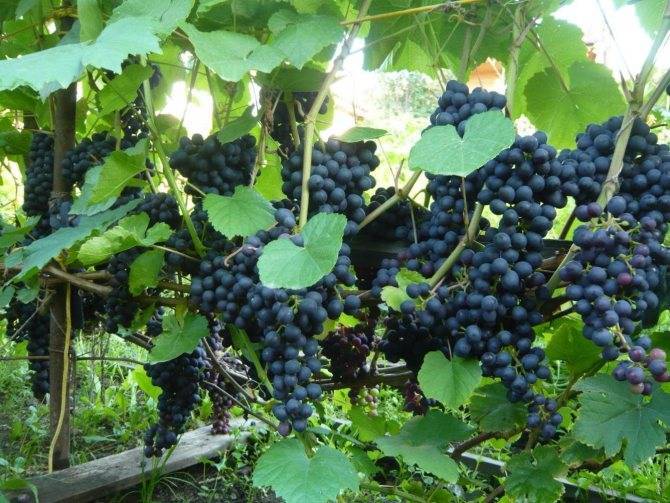 Зимостойкий виноград сорта памяти домбковской — описание, выращивание, фото