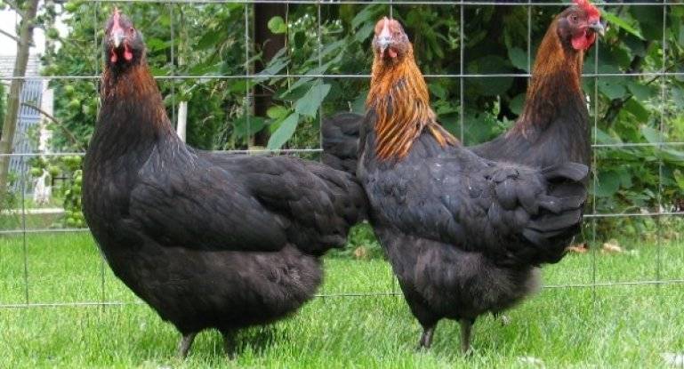 Какая порода кур самая яйценоская - 5 разновидностей кур!