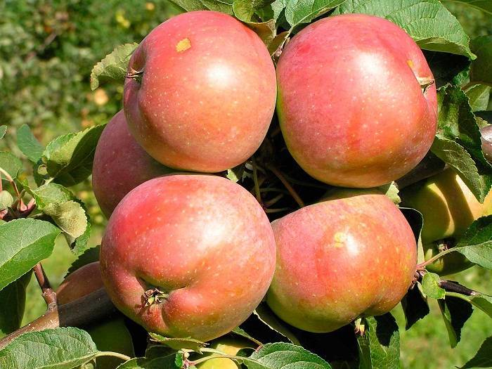 Яблони сорт зимняя красавица