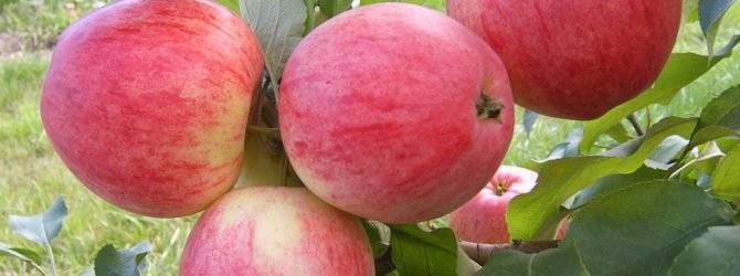 Сорт яблок конфетное: описание и отзывы садоводов| весьогород.ру