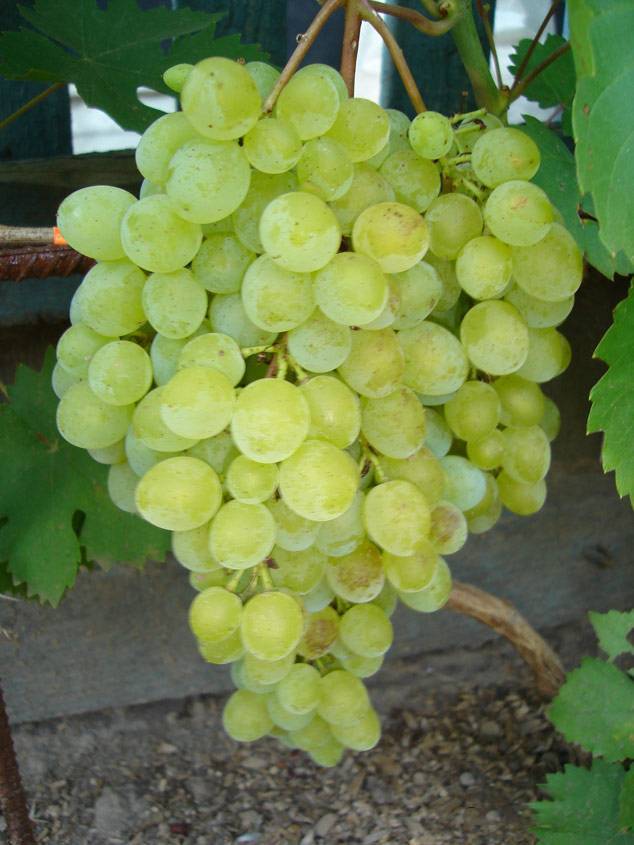 Виноград кишмиш 342: описание и выращивание сорта
