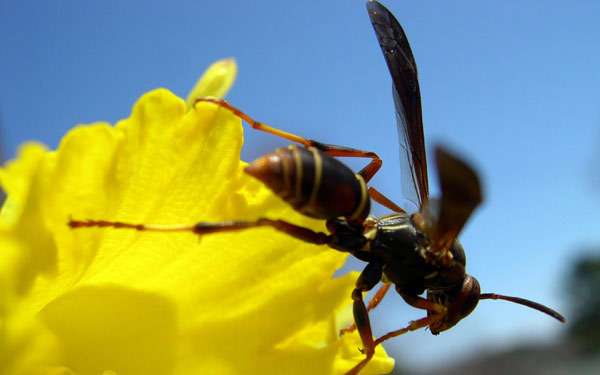 Какое количество раз может укусить оса, может ли пчела ужалить дважды