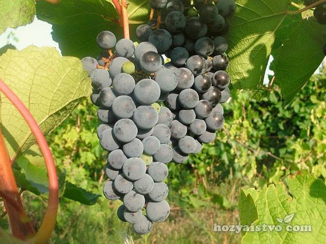 Подробное описание амурского винограда: виды, характеристики, фото и отзывы
