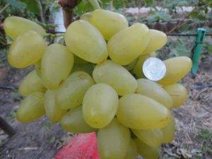 Описание винограда сорта Бажена, характеристики, отличительные черты, содержание и уход