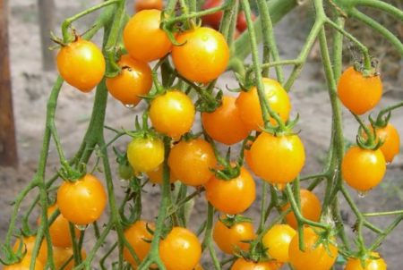 Сорт томата «красная гроздь»: описание, характеристика, посев на рассаду, подкормка, урожайность, фото, видео и самые распространенные болезни томатов