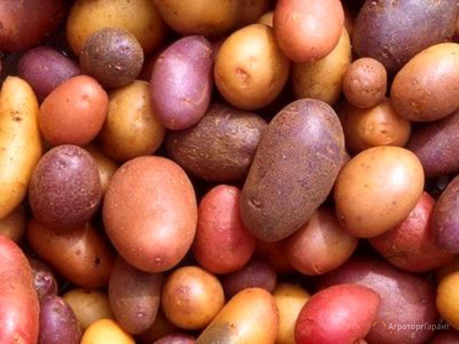 Как прорастить картофель для посадки – 3 быстрых метода