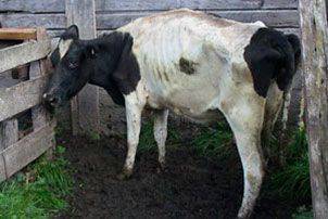 Лечение поноса у коровы, вирусной диареи у КРС в домашних условиях