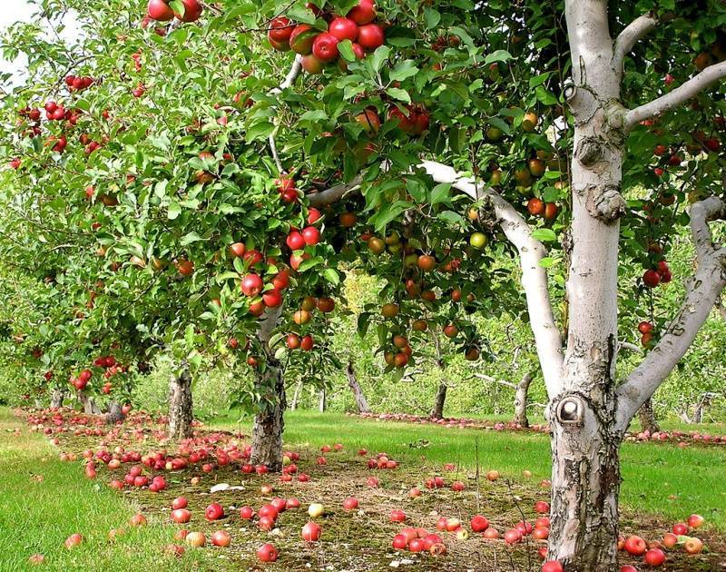 Польза и вред яблок для организма человека