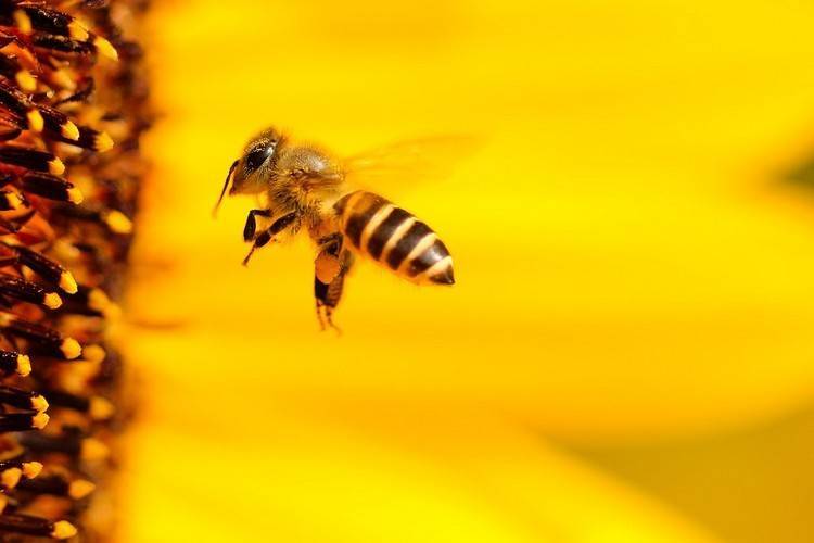На какое расстояние летают пчелы от улья