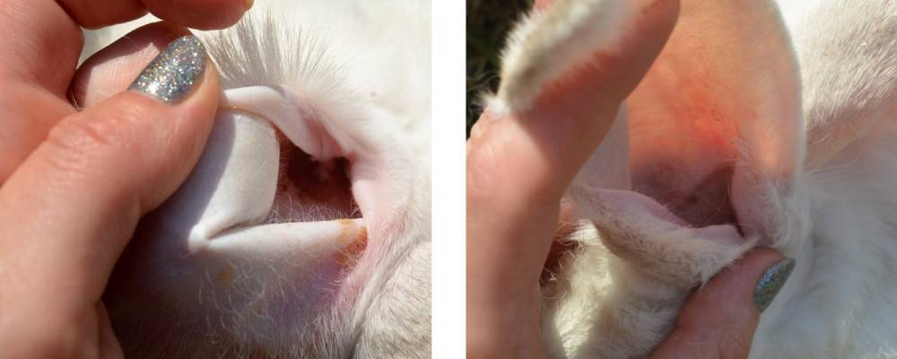 Симптомы и лечение ушных болезней у кроликов