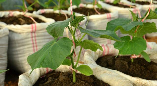Выращивание огурцов в квартире: пошаговая инструкция от выбора сорта до сбора урожая, можно ли вырастить огурцы в подвале