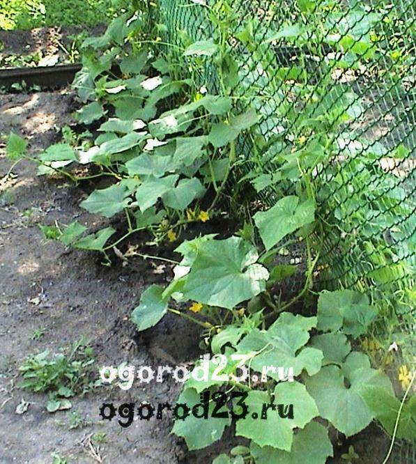 Выращивание огурцов в открытом грунте — рекомендации профессионалов