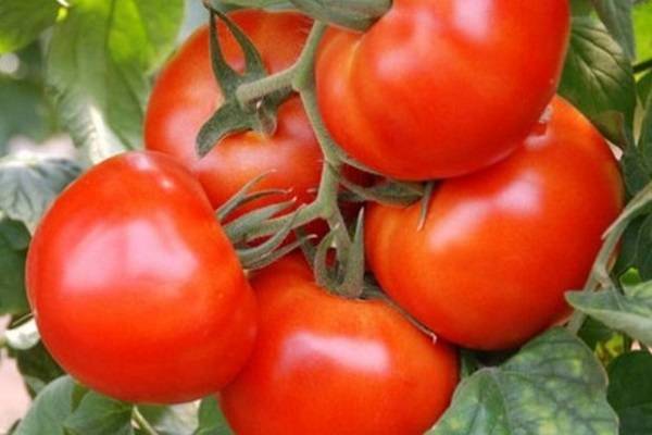 Томат «о-ля-ля-ля»: описание сорта, фото и основные характеристики  помидоры