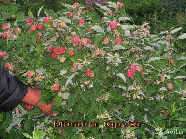 Малина таруса: малиновое дерево в вашем саду