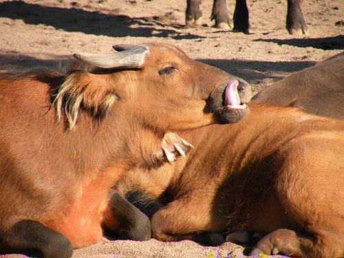 О самых маленьких (карликовых) буйволах: на сулавеси, аноа, кентусы