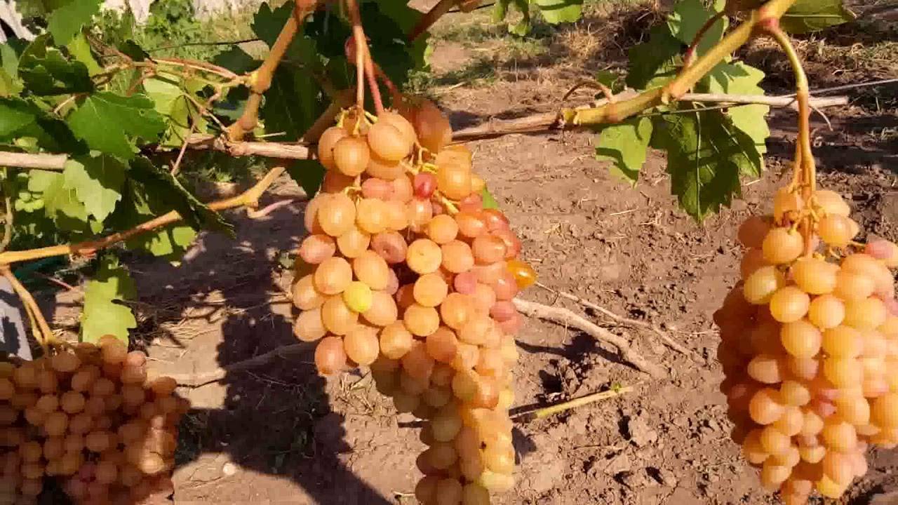 Описание и характеристики винограда сорта румба, особенности посадки и ухода и история