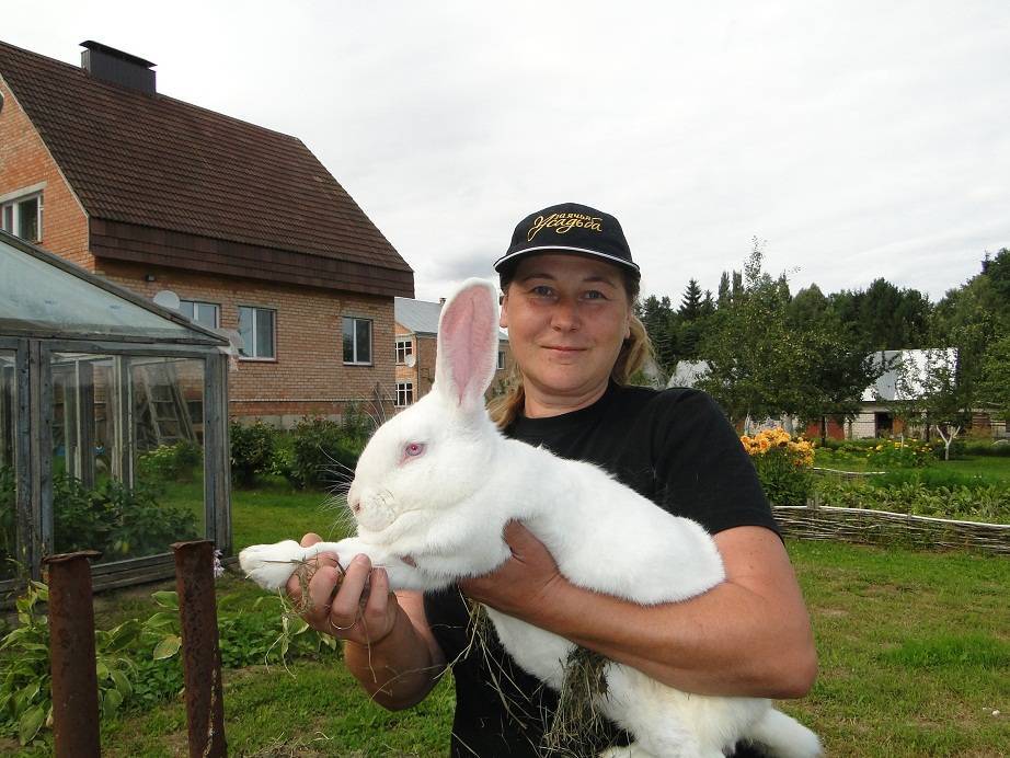Как выбрать кроликов мясного направления для разведения? - общая информация - 2020