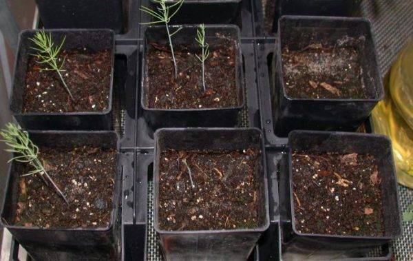 Простой способ: как вырастить на даче спаржу в открытом грунте: семенами или рассадой