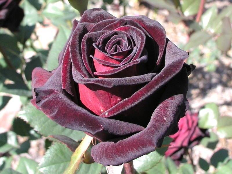 Роза блэк баккара самая черная роза