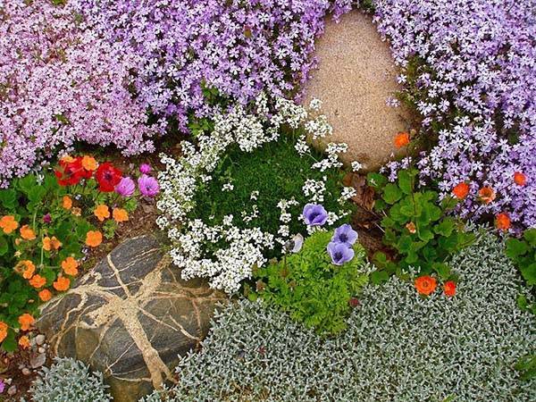 Почвопокровные растения для сада (37 фото): выбираем многолетние и однолетние стелющиеся цветы для клумб, растения в ландшафтном дизайне