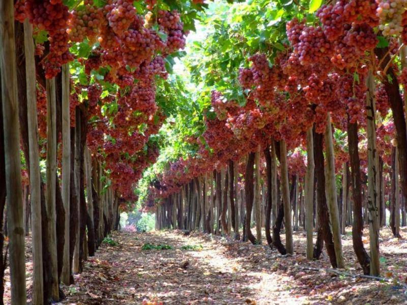 На каком расстоянии сажать виноград друг от друга: советы и рекомендации профессионалов по посадке винограда на приусадебном участке (125 фото и видео)