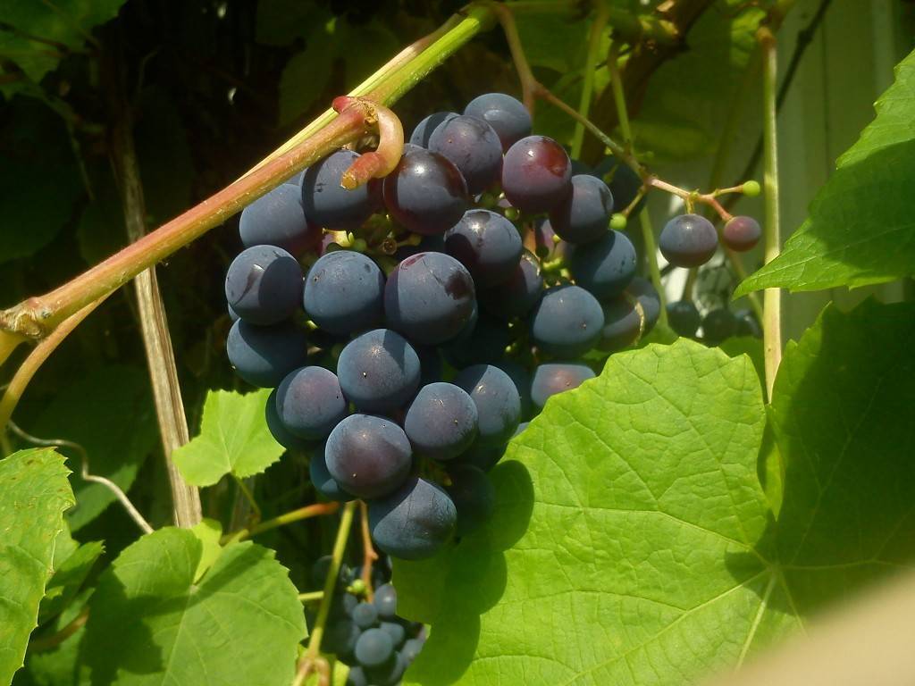 Зилга виноград