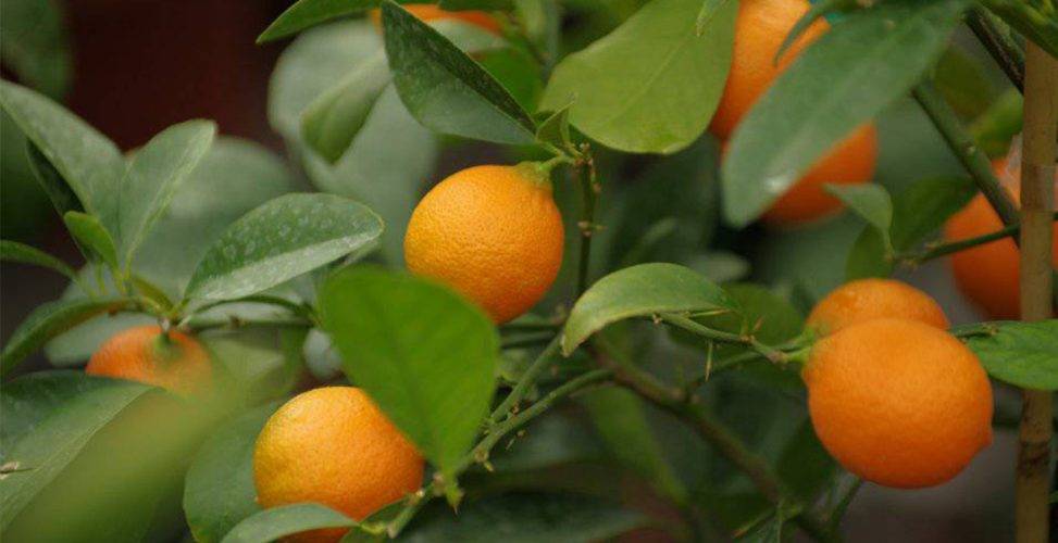 Как вырастить мандарин из косточки в домашних условиях в горшке и как получить сочные плоды: способы и рекомендации