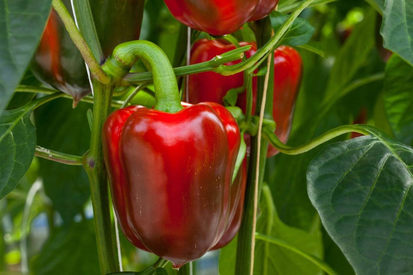 Выращивание рассады томатов в домашних условиях: правила ухода после всходов