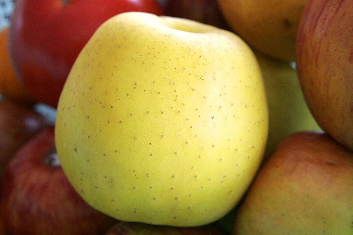 О яблоне Голден: описание сорта, характеристики, агротехника, как выращивать